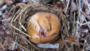 Schlafende Haselmaus in einem Nest aus trockenen Zweigen.