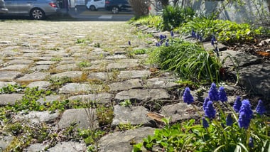 Steinweg mit Gräsern und Blumen, Autos im Hintergrund.
