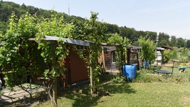 Bild der Pünten Neuwiesen im Sommer bei Sonnenschein.