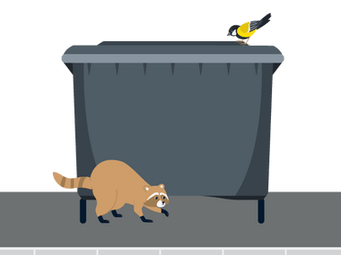 Waschbär vor einem Müllcontainer und ein Vogel darauf.
