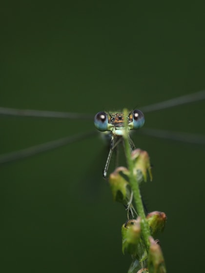 Nahaufnahme eines Insekts auf einer Pflanze.
