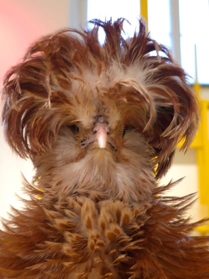 Huhn Porträt