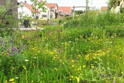 Blick auf blumenreiche Wiese vor Wohnhäusern.