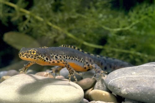 Ein Molch auf Kieselsteinen im Wasser.