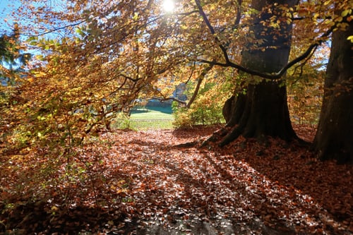 Herbstwald mit Sonnenlicht durch die Bäume.