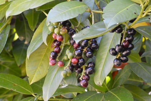 Kirschlorbeer-Zweige mit grünen und schwarzen Beeren.