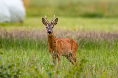 Rehbock auf einer Wiese mit hohem Gras.
