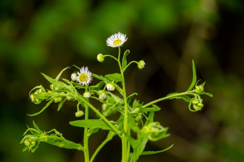 Blüten vom Einjährigen Berufkraut