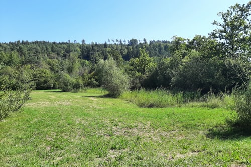 Grüne Wiese mit Bäumen im Hintergrund unter blauem Himmel.