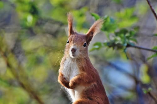 Eichhörnchen sitzt nahe an einem Baum mit unscharfem Hintergrund.