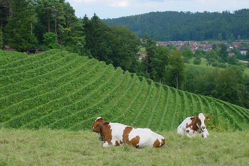 Zwei Kühe liegen auf einer Wiese vor einer grünen Landschaft.