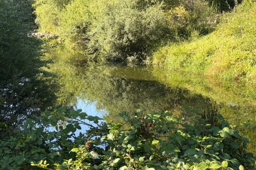 Fluss mit Bäumen und Sträuchern an den Ufern.