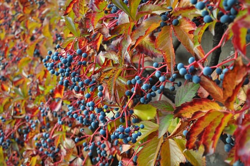 Nahaufnahme von blauen Beeren und bunten Blättern einer Jungfernrebe an einer Wand.