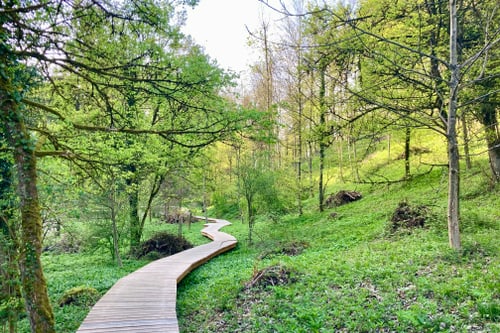 Holzsteg durch grünen Wald im Totentäli.
