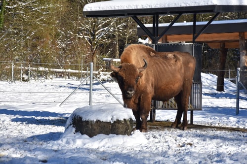 Wisentbulle Ingolf im Wildpark Bruderhaus