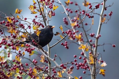Schwarzer Vogel sitzt auf einem Ast mit roten Beeren.