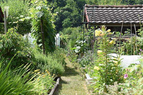 Pfad in einer Pünt mit Blumenbeeten und Püntenhäuschen im Hintergrund