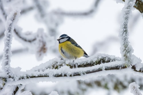 Vogel auf schneebedecktem Ast.