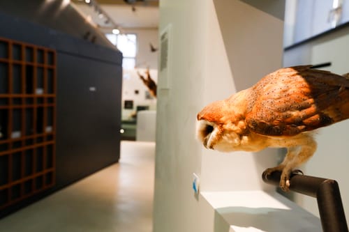 Museumsausstellung mit ausgestopfter Eule auf einem Ständer.