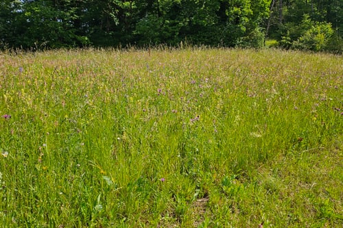 Grüne Wiese mit wilden Blumen und Bäumen im Hintergrund.