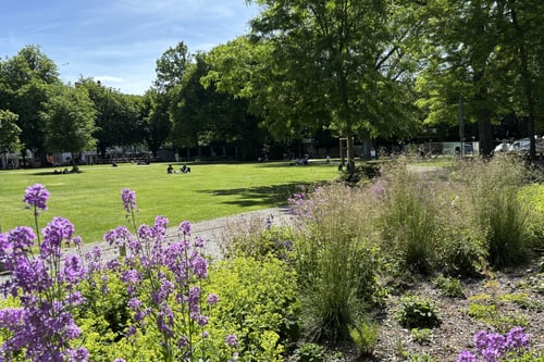 Stadtpark Winterthur mit grüner Wiese, Blumen und Bäumen unter blauem Himmel.