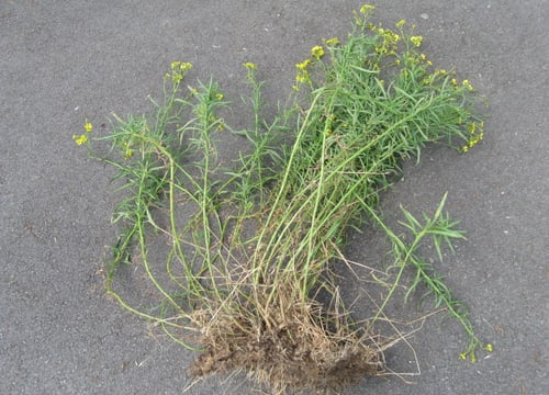 Schmalblättriges Greiskraut mit gelben Blüten auf grauem Boden.
