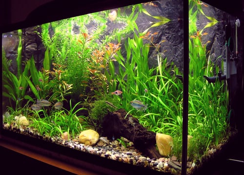 Aquarium mit Pflanzen und Fischen.