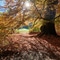 Herbstwald mit Sonnenlicht durch die Bäume.