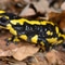 In Winterthur eher selten anzutreffen: Der Feuersalamander ist der grösste unserer heimischen Schwanzlurche und gefährdet