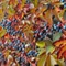 Nahaufnahme von blauen Beeren und bunten Blättern einer Jungfernrebe an einer Wand.