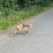 20250929 Fuchs_raeudig_Bruderhausstrasse_DTB