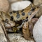 20260211 Grasfrosch Männchen