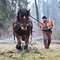 Vorschau Waldtag 2026_Holzrücken mit Pferd