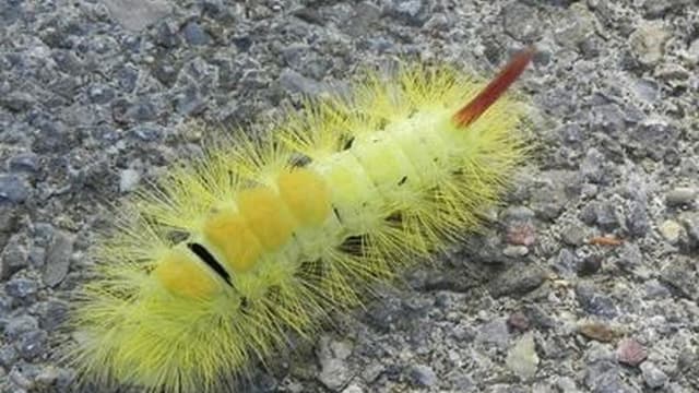 Gelbe, pelzige Raupe auf grauem Asphalt.