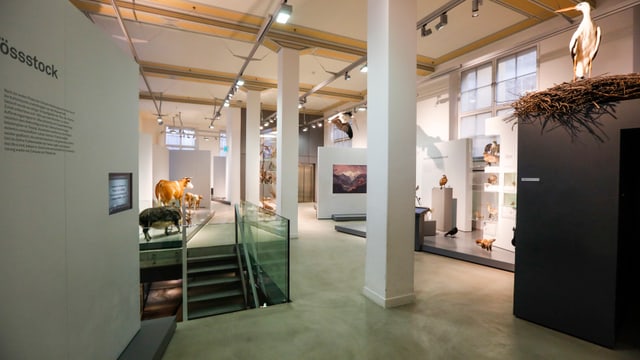 Innenansicht des Naturmuseums mit Stopfpräparaten.