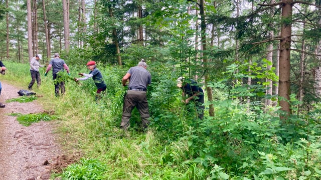 Mehrere Personen, die einer Waldstrasse entlang Goldruten jäten.