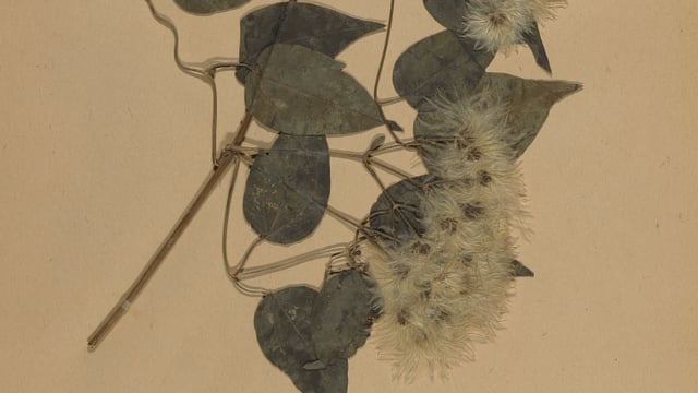 Herbarbeleg Waldrebe aus der botanischen Sammlung.