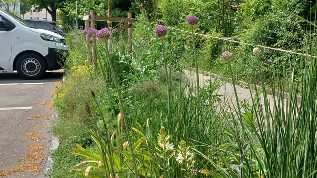 Blumenbeet neben einem Gehweg mit einem weissen Fahrzeug im Hintergrund.