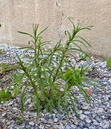 Grünes Schmalblättriges Greiskraut auf Kies vor einer Betonwand.