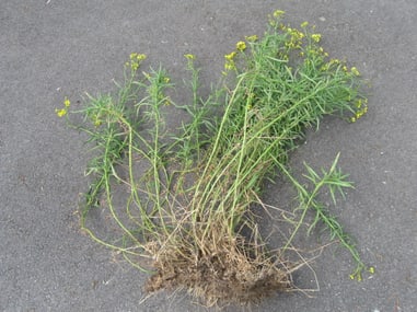 Schmalblättriges Greiskraut mit gelben Blüten auf grauem Boden.