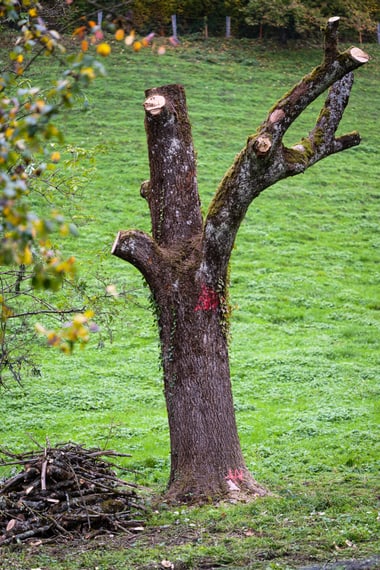 Teilweise beschnittener Baumstamm vor grasbewachsenem Hintergrund.