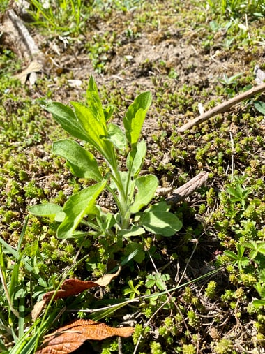 Nahaufnahme einer jungen Pflanze des Einjährigen Berufkrauts im Gras.