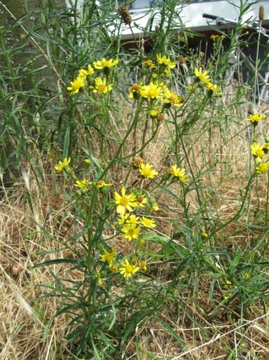 Greiskraut mit gelben Blüten in trockenem Gras.