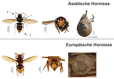 Vergleich von asiatischer und europäischer Hornisse mit Bildern von Insekten und Nestern.